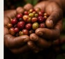 Coffee cherries picked by hand