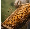 Fresh honeycomb from the hive